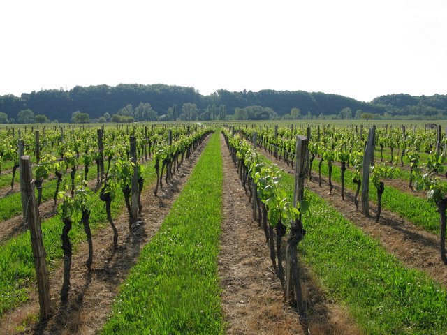 winery-batroun