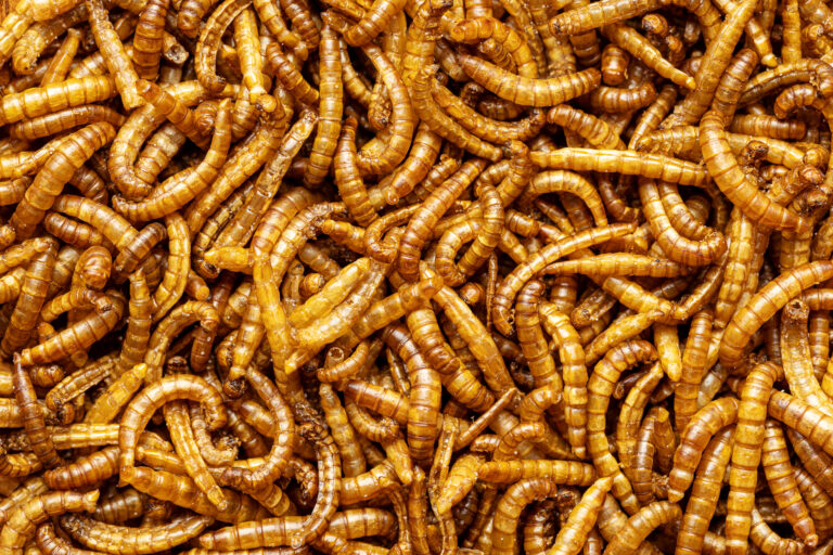 Meal Worms - Agriworm Solutions