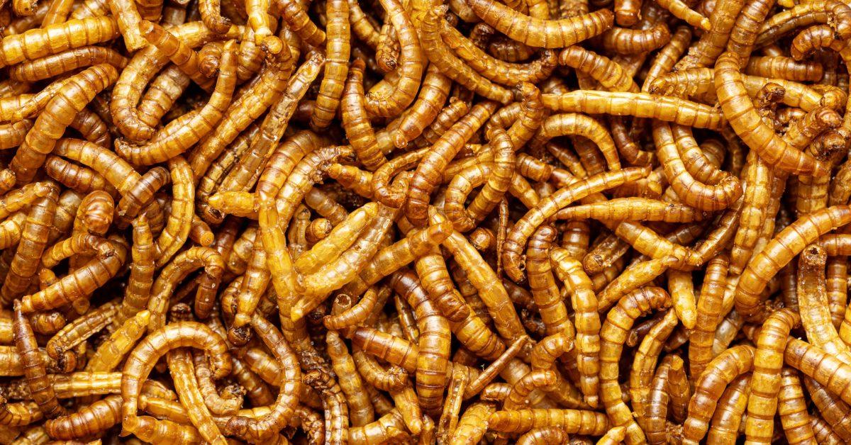 Meal Worms - Agriworm Solutions